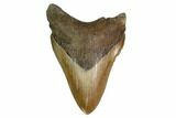 Tan, Fossil Megalodon Tooth - South Carolina #171118-1